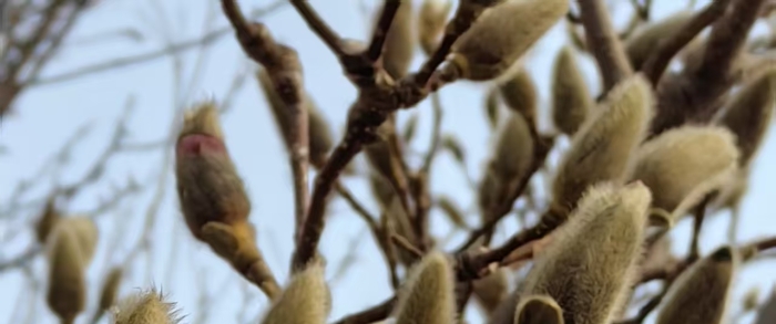 玉兰花探出小脑袋！