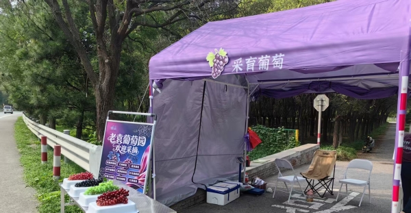 老袁葡萄园·欢迎采摘（采育镇下黎城村）