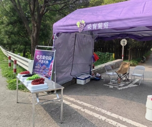 老袁葡萄园·欢迎采摘（采育镇下黎城村）