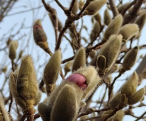 玉兰花探出小脑袋！