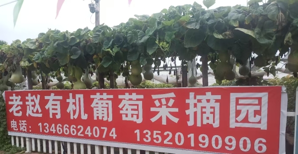 老赵有机葡萄采摘园