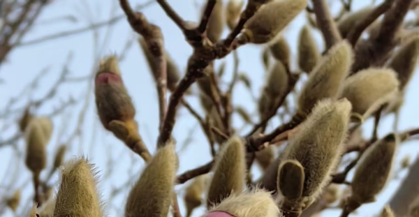玉兰花探出小脑袋！