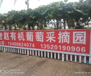 老赵有机葡萄采摘园