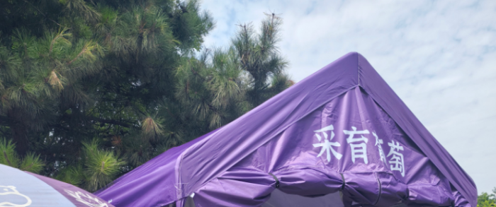 老刘葡萄园欢迎采摘（大兴采育镇）