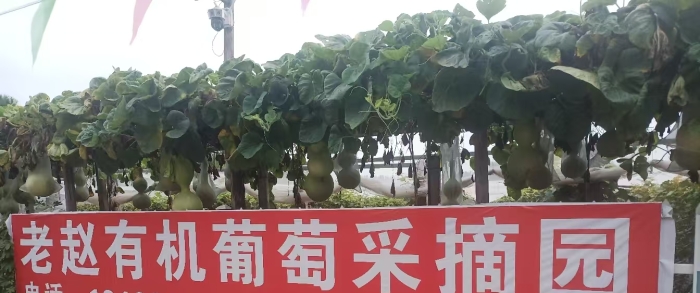 老赵有机葡萄采摘园