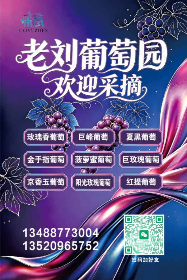 老刘葡萄园欢迎采摘（大兴采育镇）