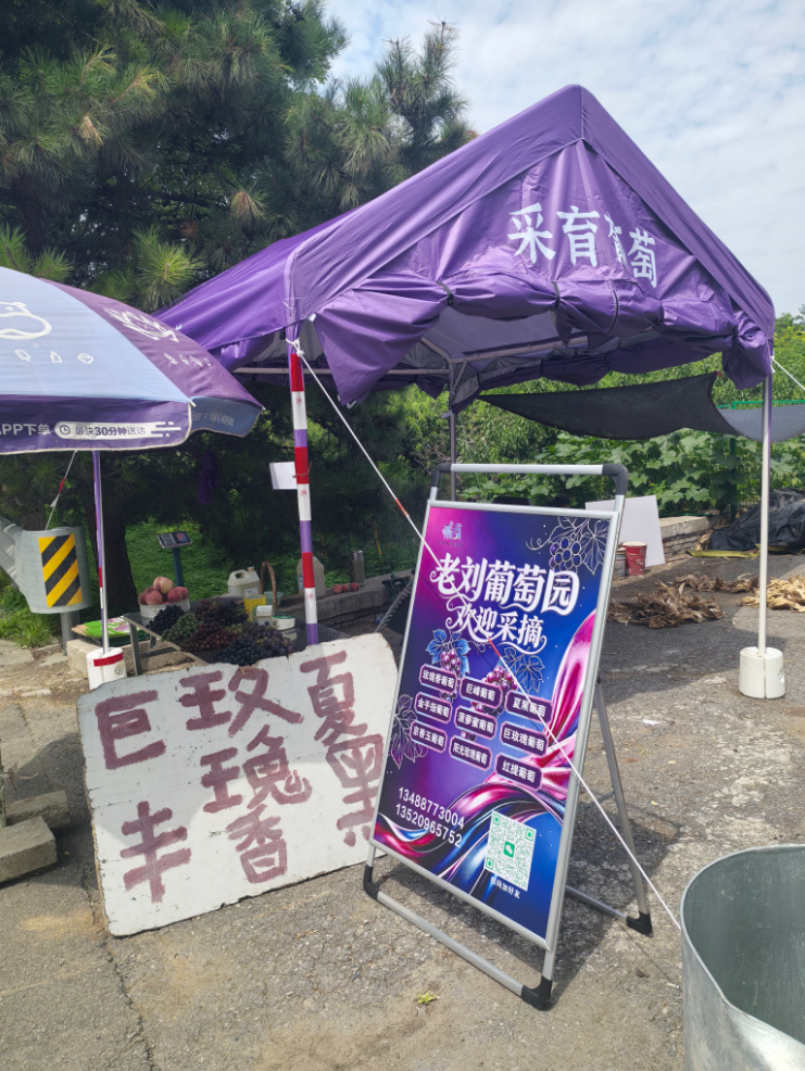 老刘葡萄园欢迎采摘（大兴采育镇）